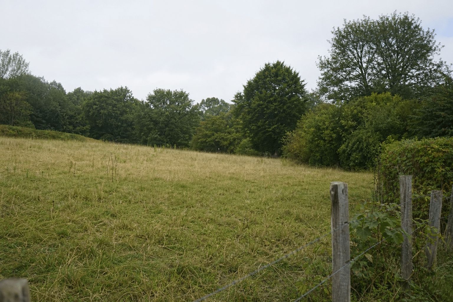 Prairie herbeuse bordée d'arbres avec poteau de clôture